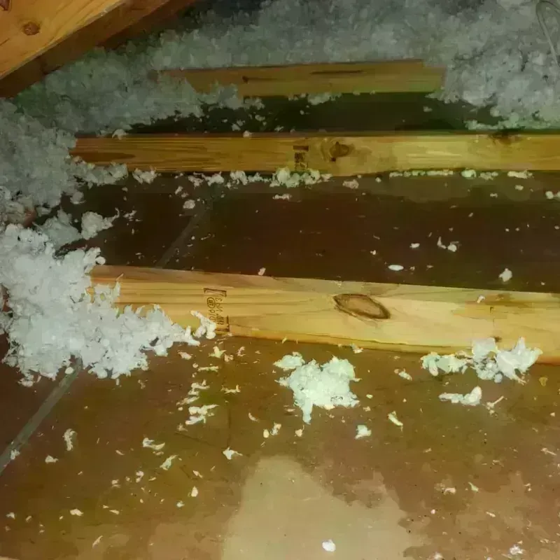 Best Attic Water Damage Service in Pittsboro, MS