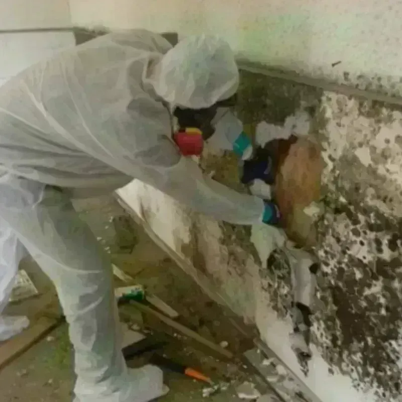 Mold Remediation and Removal in Pittsboro, MS